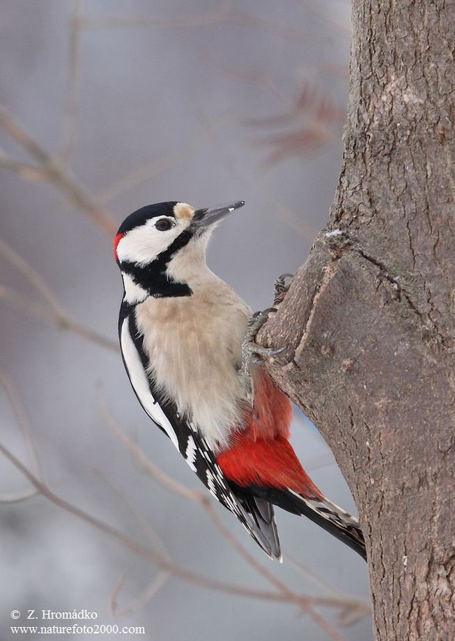 Great Spotted Woodpecker, Dendrocopos major (Birds, Aves)